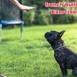 Best Indoor Exercises for French Bulldogs| thepetsinworld