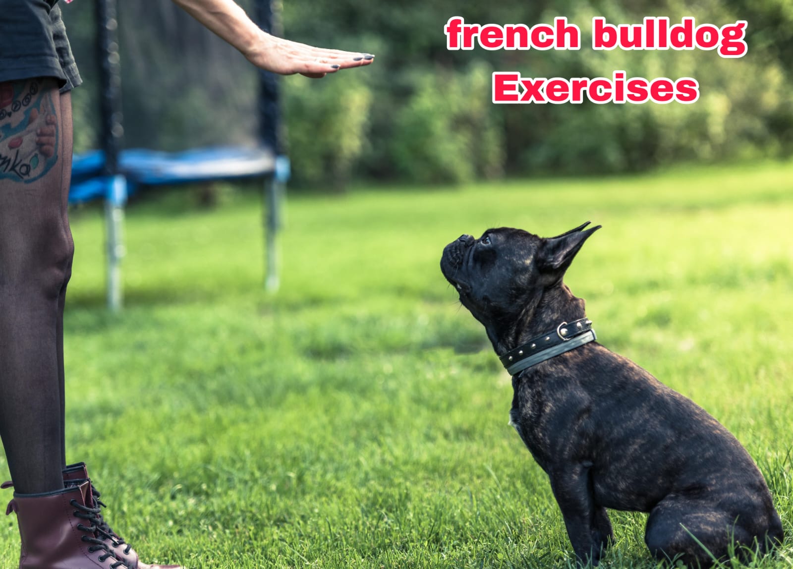 Best Indoor Exercises for French Bulldogs| thepetsinworld