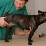 Hip Dysplasia in French Bulldogs| thepetsinworld