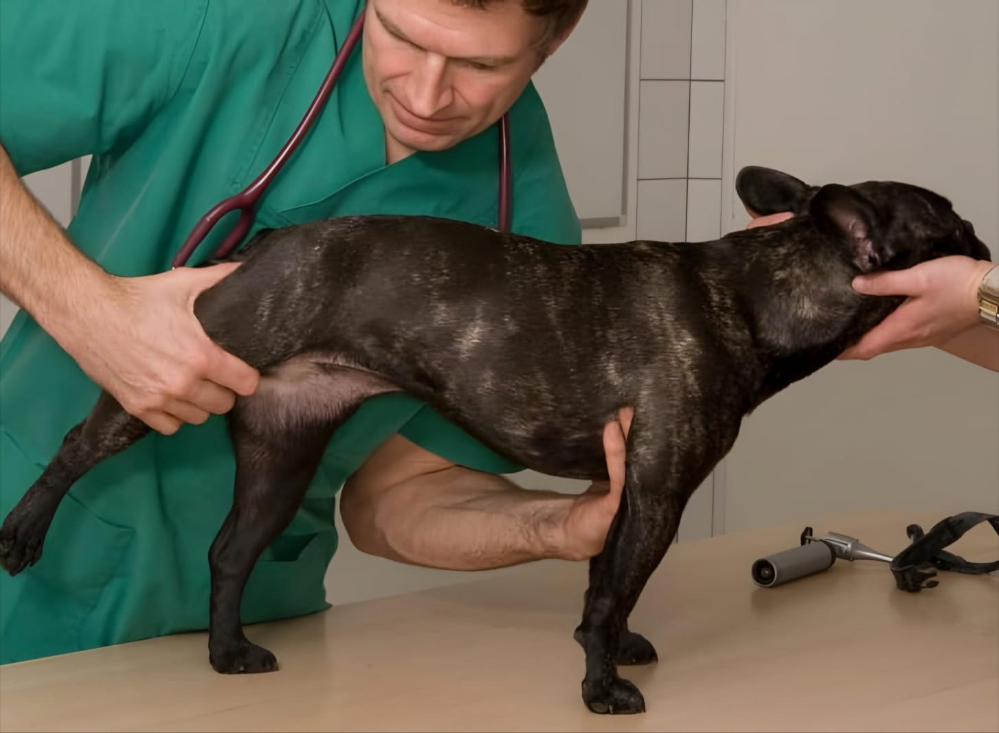 Hip Dysplasia in French Bulldogs| thepetsinworld