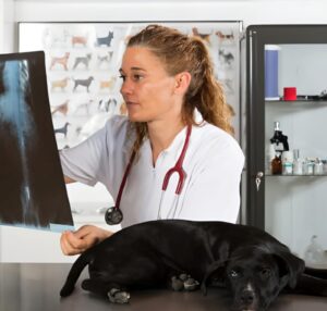 Hip Dysplasia in French Bulldogs| thepetsinworld