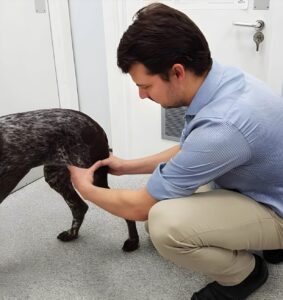 Hip Dysplasia in French Bulldogs| thepetsinworld