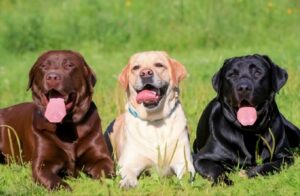 What to Do Before Adopting a Labrador Retriever| thepetsinWorld