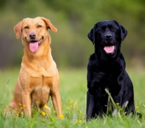 What to Do Before Adopting a Labrador Retriever| thepetsinWorld