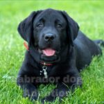 What to Do Before Adopting a Labrador Retriever| thepetsinWorld