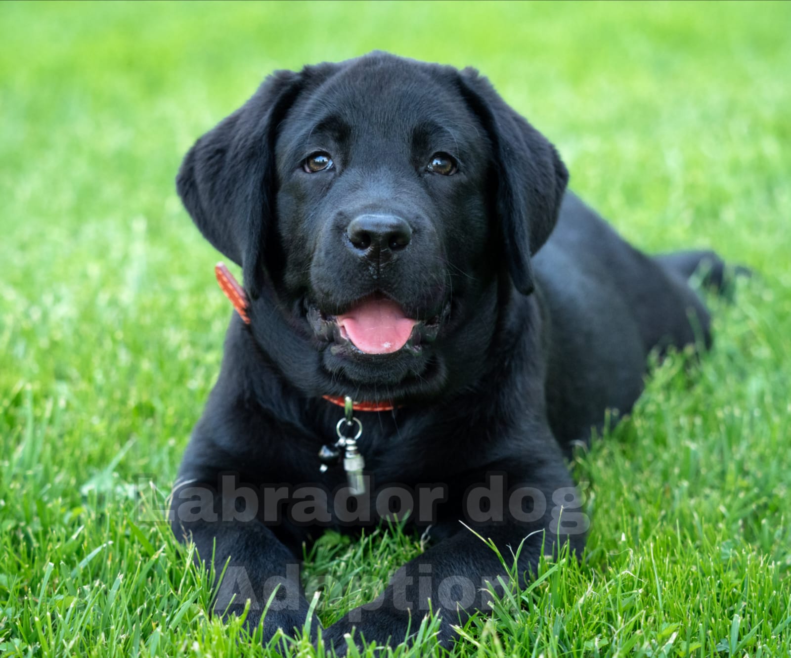 What to Do Before Adopting a Labrador Retriever| thepetsinWorld