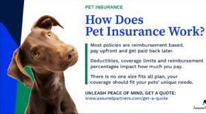 How Much Is Pet Insurance Per Month? A 2025 Guide for Smart Pet Owners