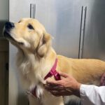 Best Pet Insurance for Large Breed Dogs| thepetsinworld