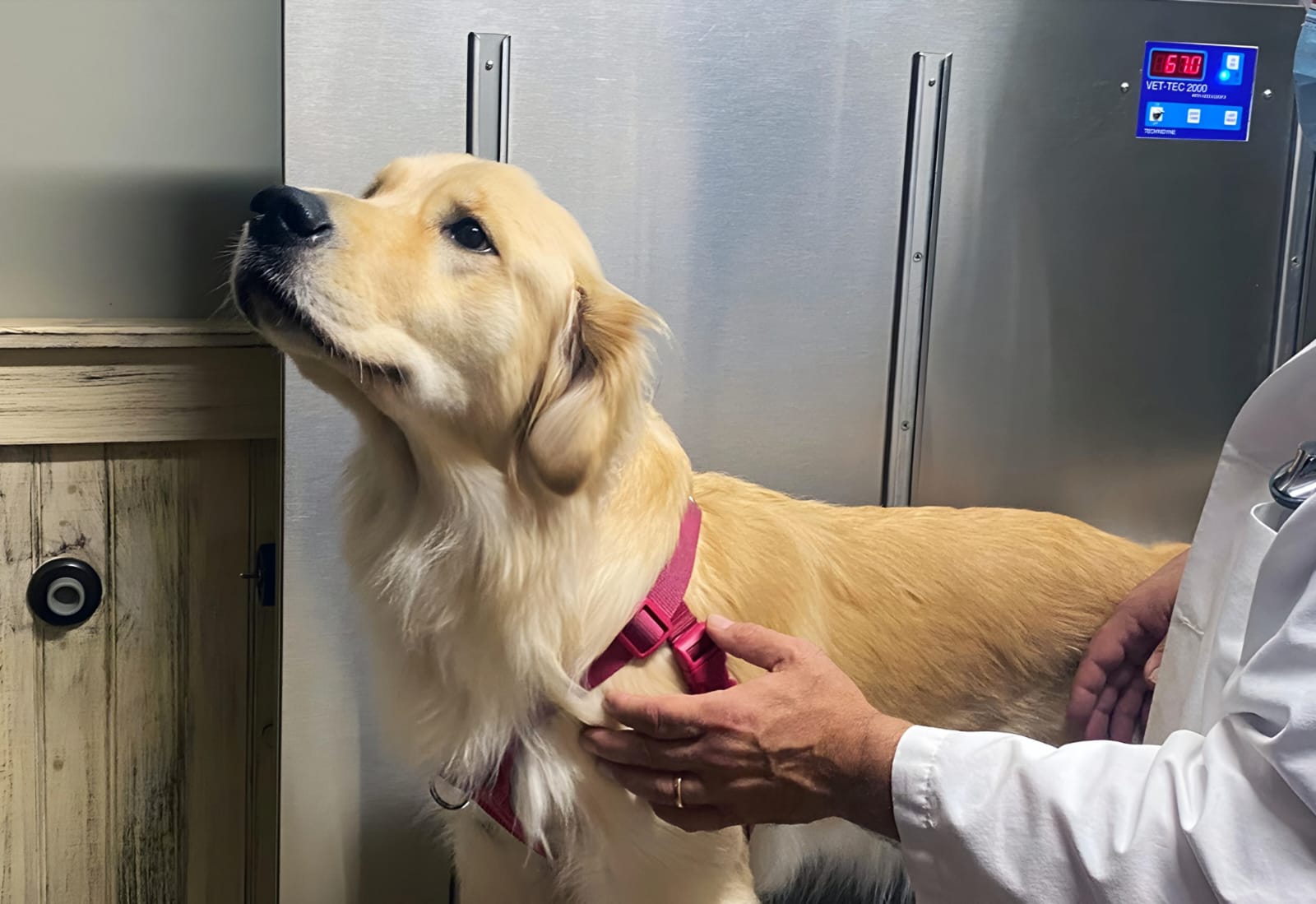 Best Pet Insurance for Large Breed Dogs| thepetsinworld