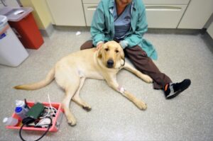 Best Pet Insurance for Large Breed Dogs| thepetsinworld
