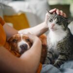 Best Pet Health Insurance for Dogs and Cats (2025 Guide)