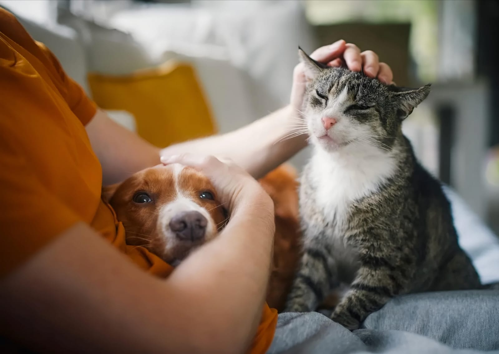 Best Pet Health Insurance for Dogs and Cats (2025 Guide)