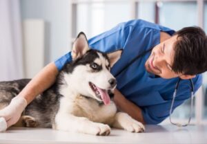 Best Pet Health Insurance for Dogs and Cats (2025 Guide)