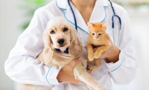 Best Pet Health Insurance for Dogs and Cats (2025 Guide)
