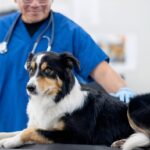 Best Pet Health Insurance for Older Dogs-thepetsinworld