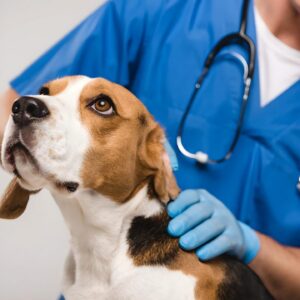 Best Pet Health Insurance for Older Dogs-thepetsinworld