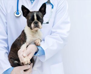 Best Pet Health Insurance for Older Dogs-thepetsinworld