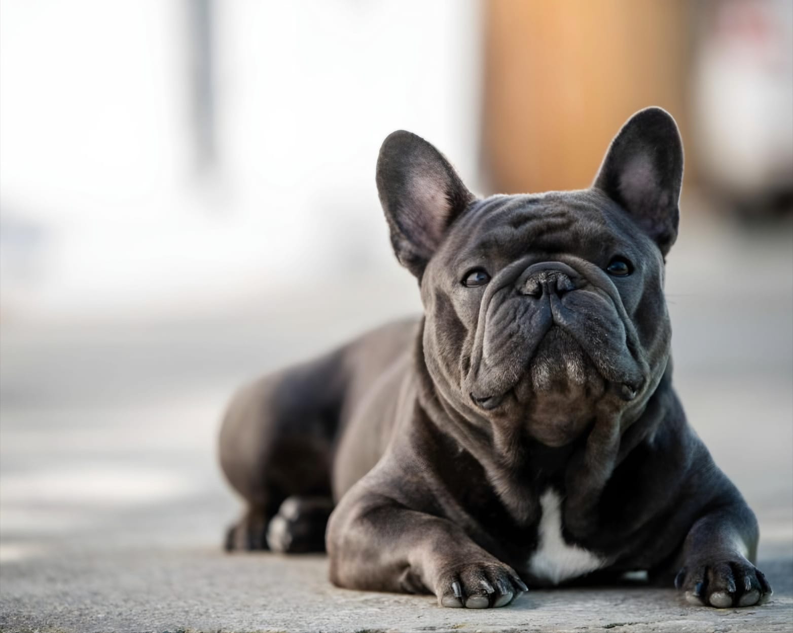 Common French Bulldog Health Issues and Prevention-thepetsinworld