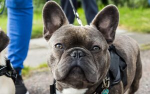 Common French Bulldog Health Issues and Prevention-thepetsinworld