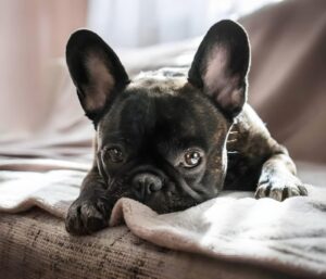 Common French Bulldog Health Issues and Prevention-thepetsinworld