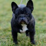 Do French Bulldogs Shed? Everything You Need to Know