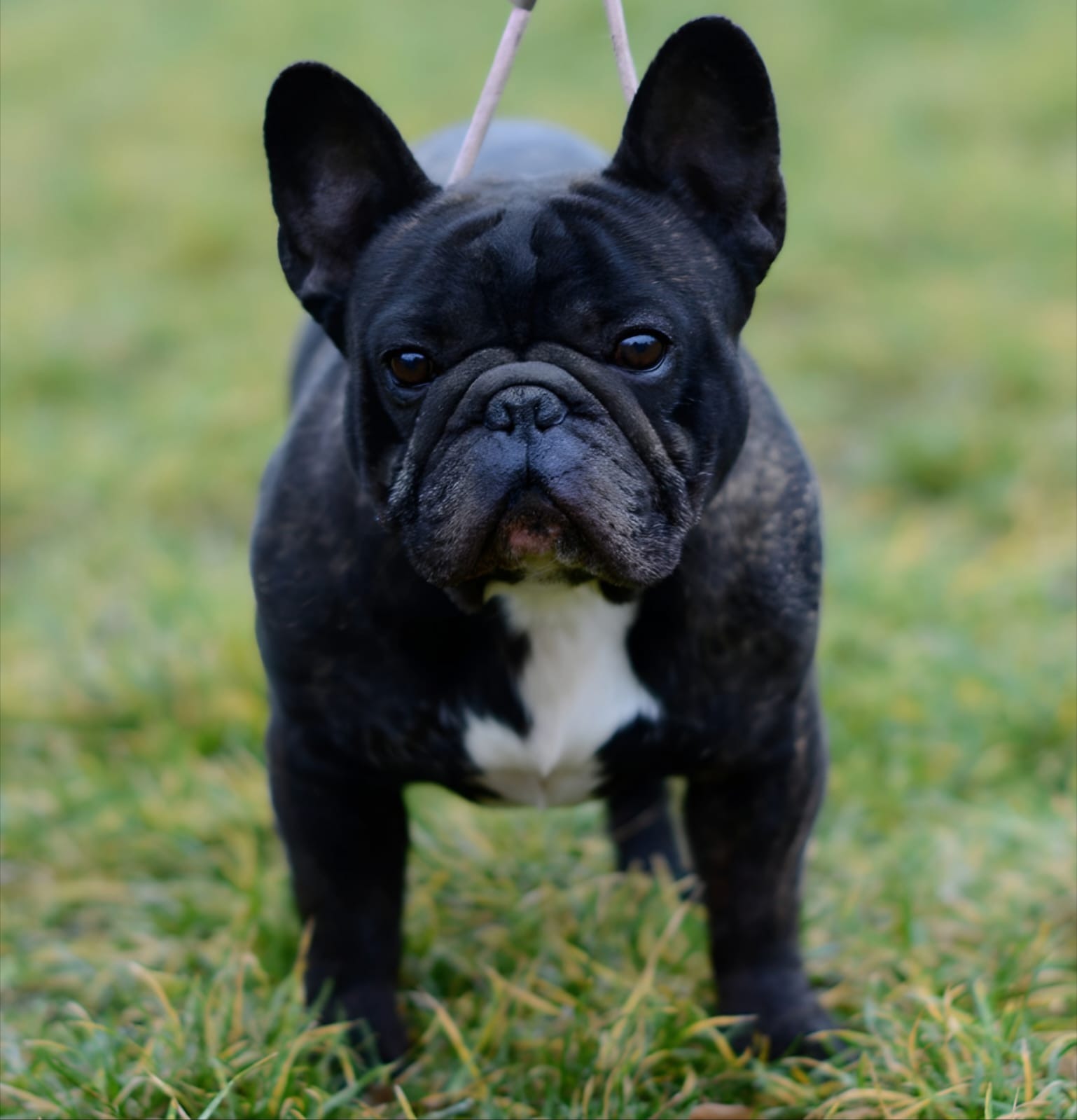 Do French Bulldogs Shed? Everything You Need to Know