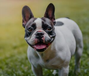Do French Bulldogs Shed? Everything You Need to Know