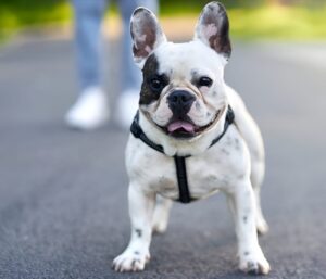 Do French Bulldogs Shed? Everything You Need to Know