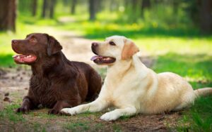 How to Care for a Labrador Retriever: A Loving Guide for Owners| thepetsinworld