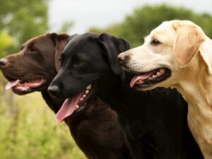 How to Care for a Labrador Retriever: A Loving Guide for Owners| thepetsinworld