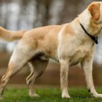How to Care for a Labrador Retriever: A Loving Guide for Owners| thepetsinworld