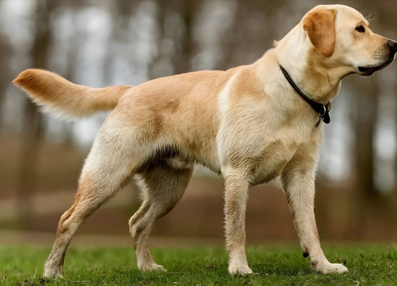 How to Care for a Labrador Retriever: A Loving Guide for Owners| thepetsinworld
