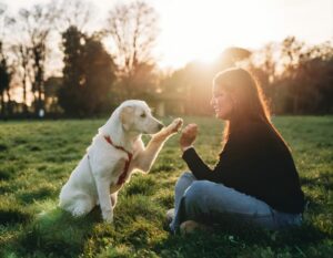 Labrador Puppy Care Tips for First-Time Owners-thepetsinworld