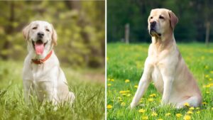 The 10 Most Frequent Health Issues in Labrador Retrievers