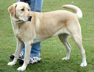 The 10 Most Frequent Health Issues in Labrador Retrievers