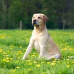The 10 Most Frequent Health Issues in Labrador Retrievers