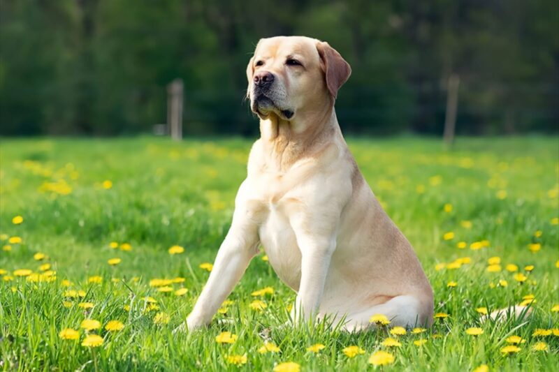 The Most 10 Frequent Health Issues in Labrador Retrievers