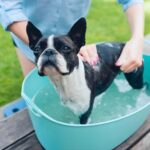 Bathing a French Bulldog with Allergies: A Gentle Guide for Sensitive Skin