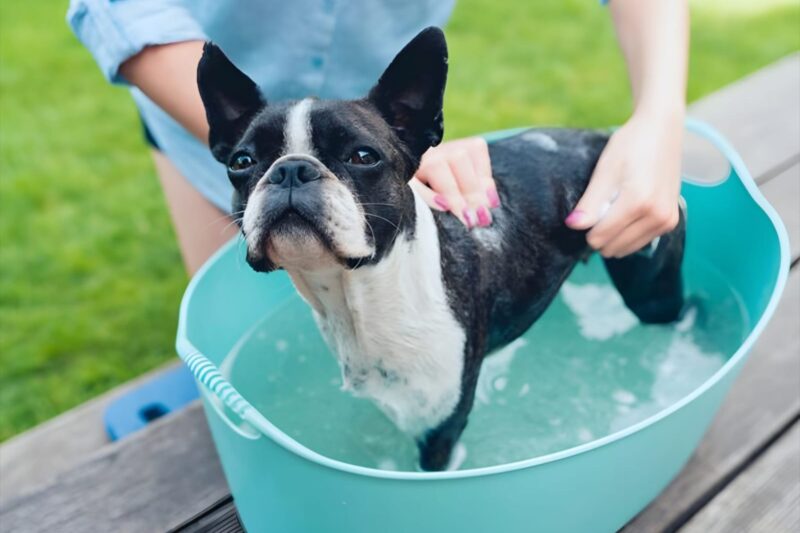 Bathing a French Bulldog with Allergies: A Gentle Guide for Sensitive Skin