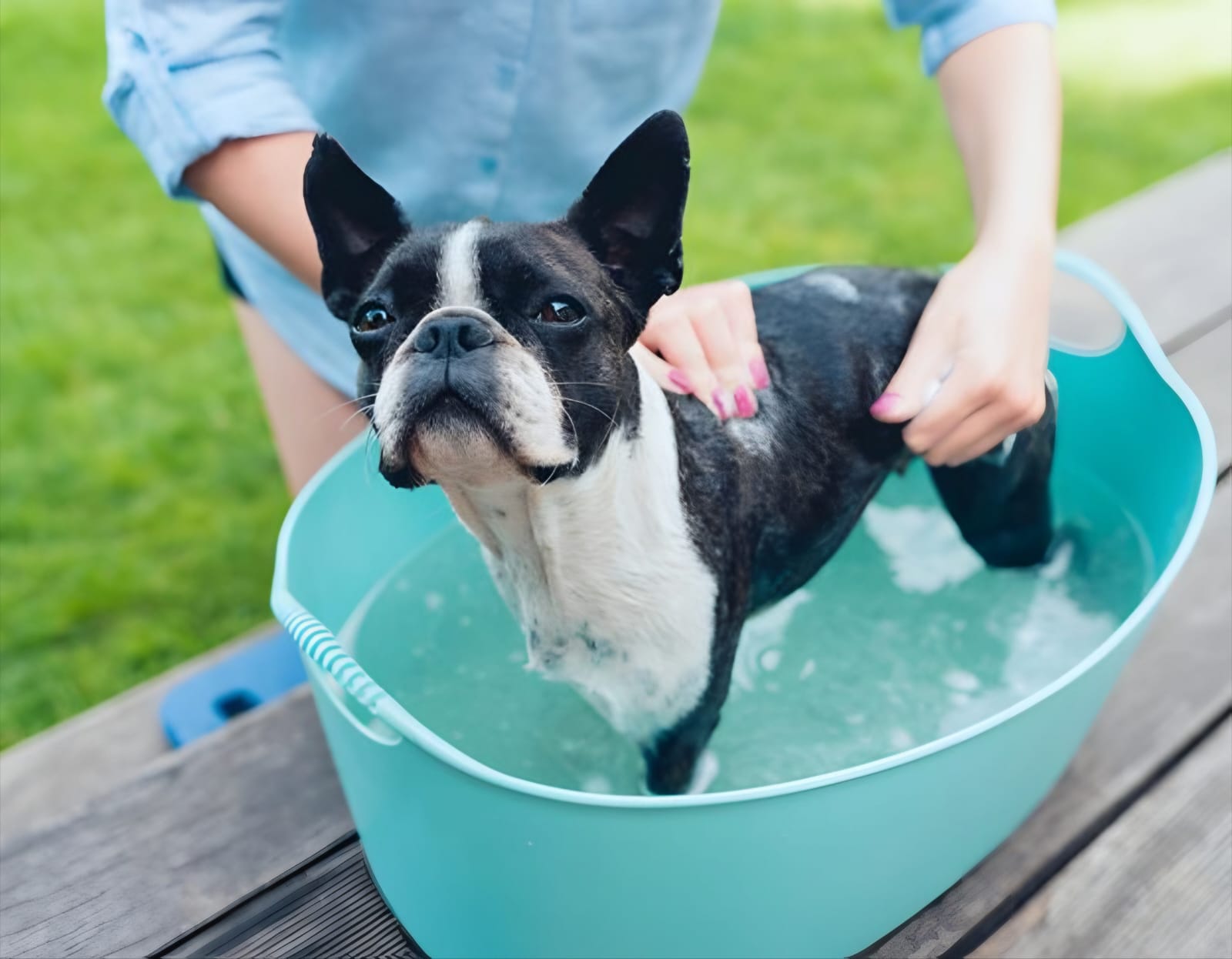 Bathing a French Bulldog with Allergies: A Gentle Guide for Sensitive Skin