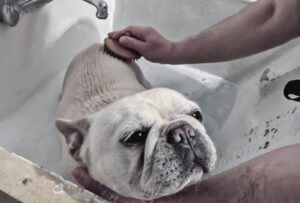 Bathing a French Bulldog with Allergies: A Gentle Guide for Sensitive Skin