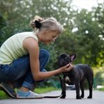 French Bulldog Haircut: Grooming Ideas for Your Bat-Eared Buddy