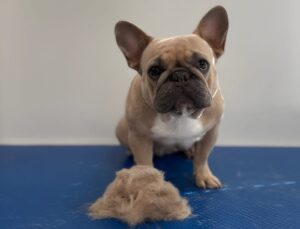 French Bulldog Haircut: Grooming Ideas for Your Bat-Eared Buddy