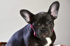 French Bulldog Haircut: Grooming Ideas for Your Bat-Eared Buddy