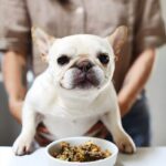 What is the Most Suitable Diet for a French Bulldog?