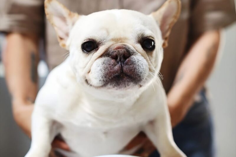 What is the Most Suitable Diet for a French Bulldog?