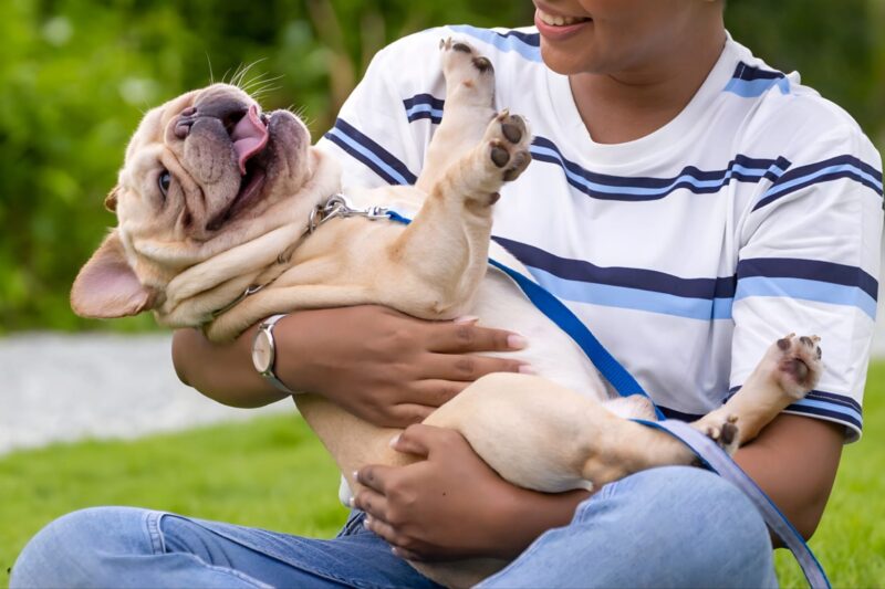 How Long Do French Bulldogs Live? Everything You Need to Know
