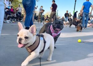 How Long Do French Bulldogs Live? Everything You Need to Know