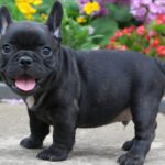 Black French Bulldog: A Stylish Pup with Big Personality
