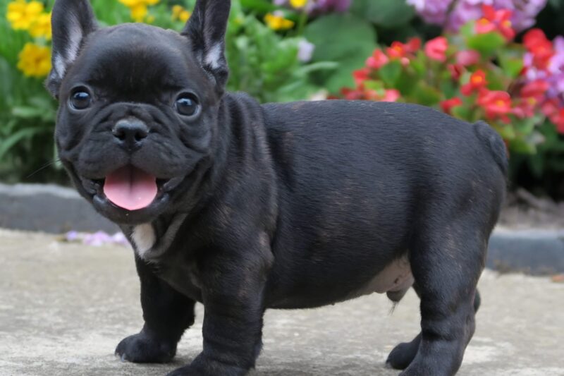 Black French Bulldog: A Stylish Pup with Big Personality